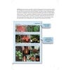 The Kew Tropical Plant Families Identification Handbook: Second edition (revised 2020) - sample page