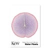Set of 6 Concertina Water Plants Postcards