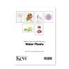 Set of 6 Concertina Water Plants Postcard Pack, Back view
