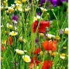 Image of some wildflowers.