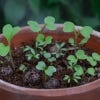 Wildlife Mix - Seedball Grab Bag