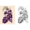 The Kew Gardens World of Flowers Colouring Book - inside page