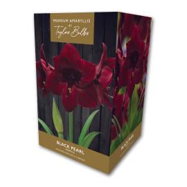 Premium Amaryllis, Black Pearl, by Taylors Bulbs