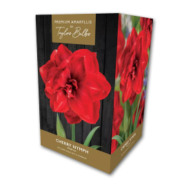 Premium Amaryllis, Cherry Nymph by Taylors Bulbs