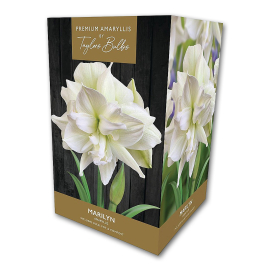 Premium Amaryllis, Marilyn, by Taylors Bulbs