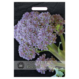 Kew Broccoli 'Summer Purple' Seeds