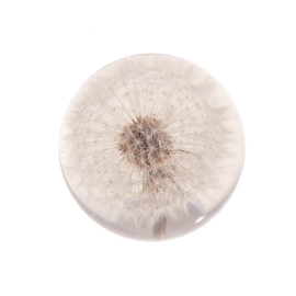 small dandelion paperweight