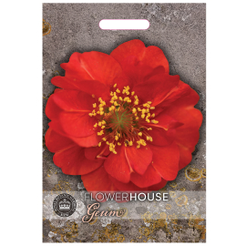 Geum flore plena Blazing Sunset Rubbed 