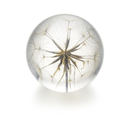 large goatsbeard paperweight