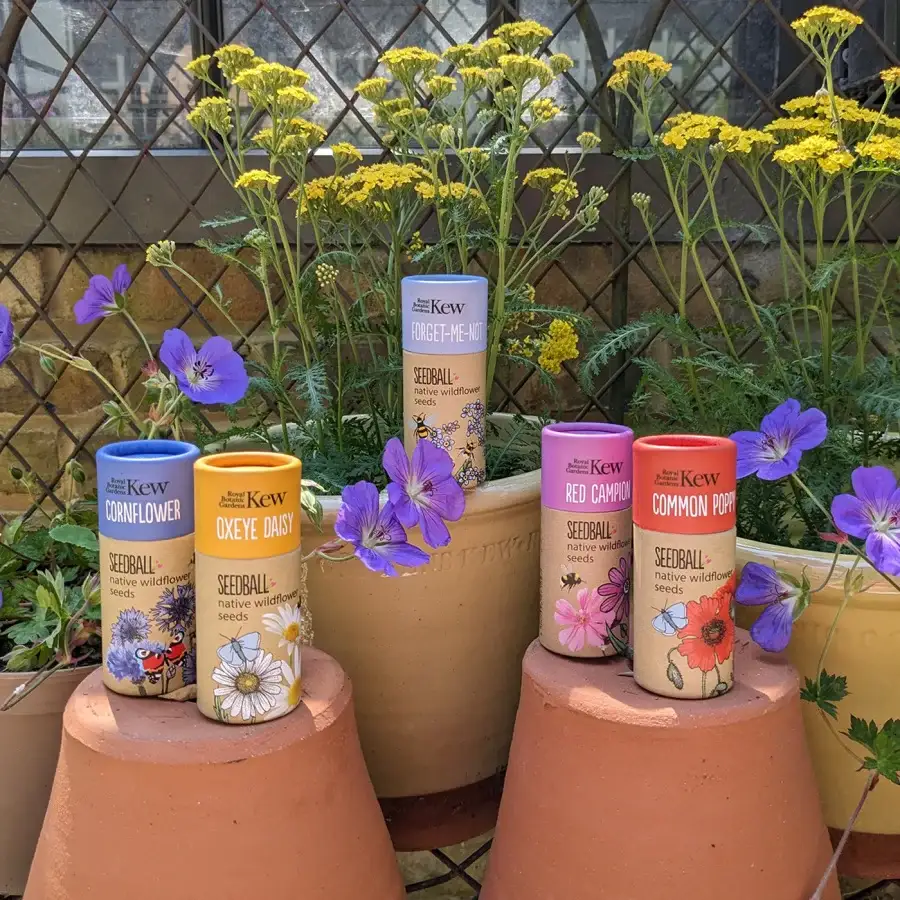 Seeds and Growing Kits
