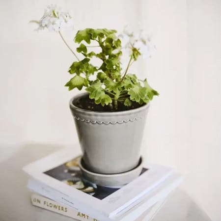 Indoor plant pots