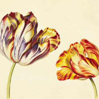 Botanical illustration of two flowers